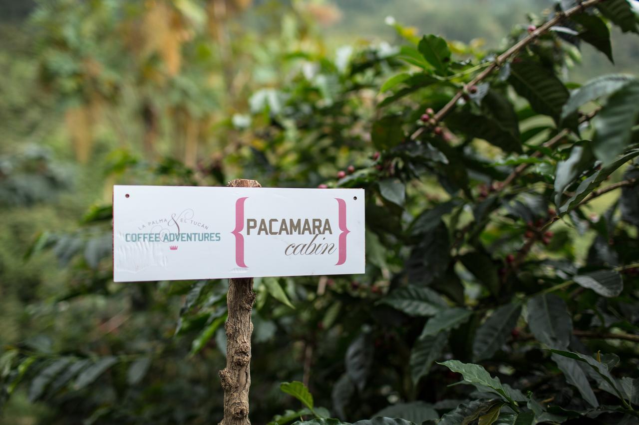 Coffee & Adventure Hotel By La Palma Y El Tucan Zipacon Exteriör bild