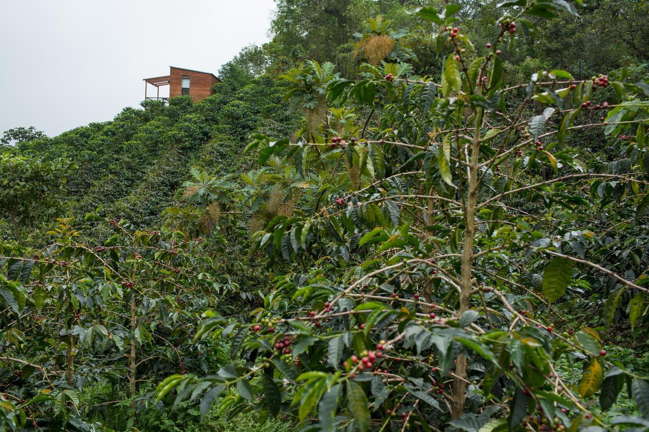 Coffee & Adventure Hotel By La Palma Y El Tucan Zipacon Exteriör bild