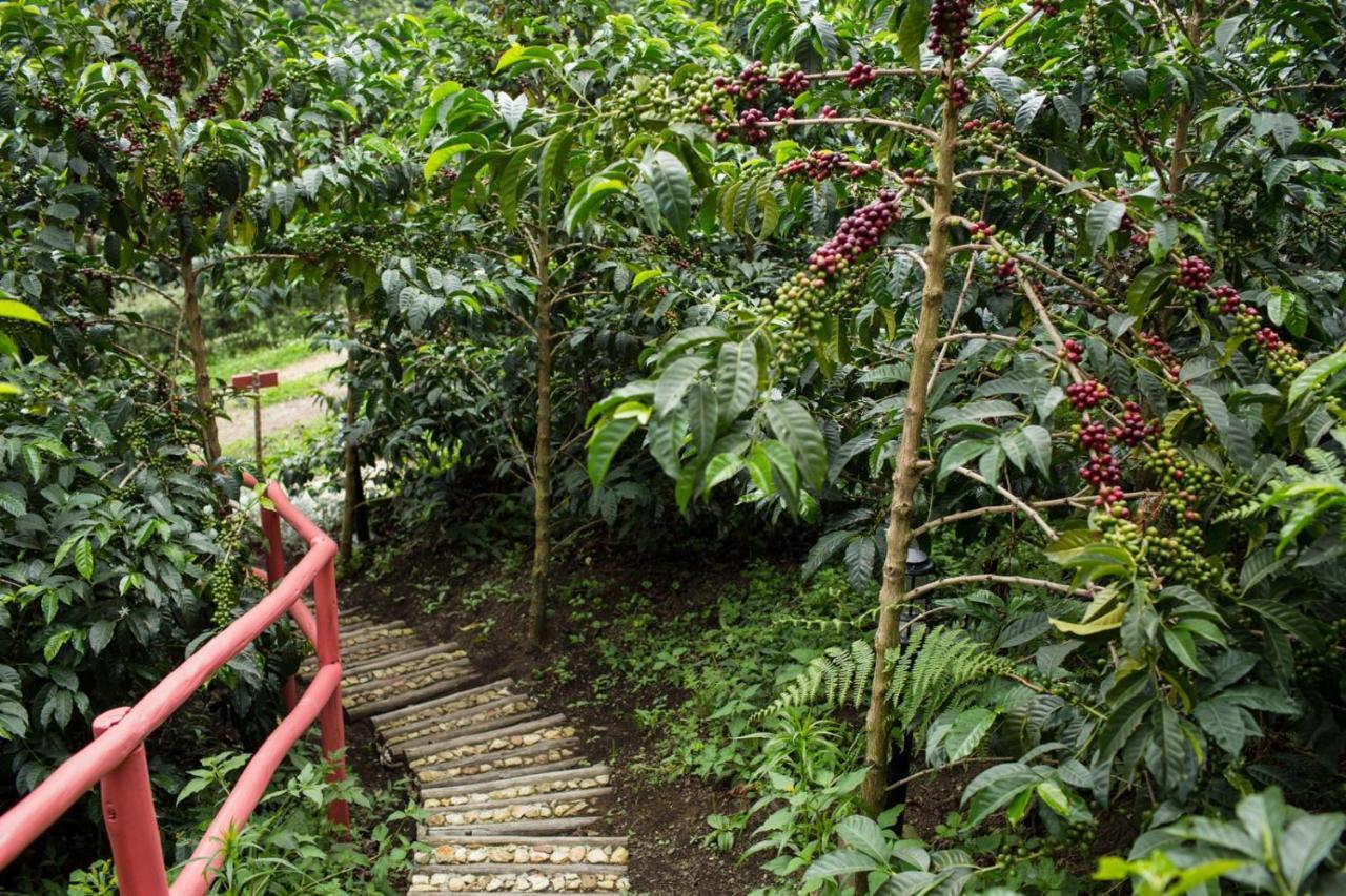 Coffee & Adventure Hotel By La Palma Y El Tucan Zipacon Exteriör bild